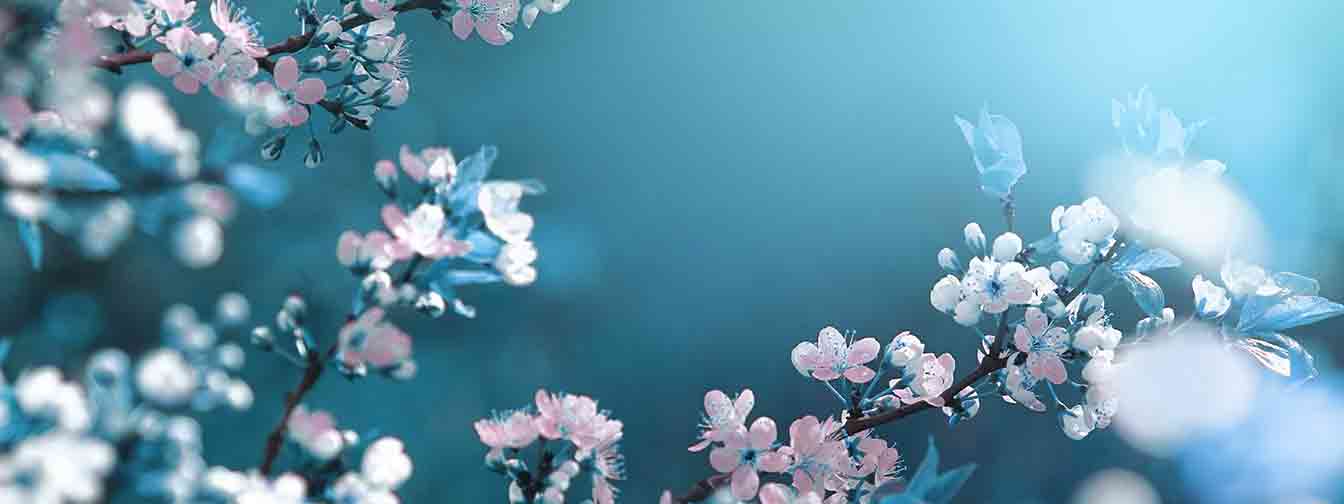 春のあたたかさを感じ、桜をはじめ花々が美しく見頃を迎える4月。入学や就職など、輝かしい節目にぴったりな曲や歌をご紹介します。